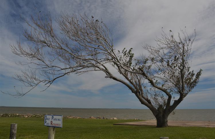 wind-blown tree